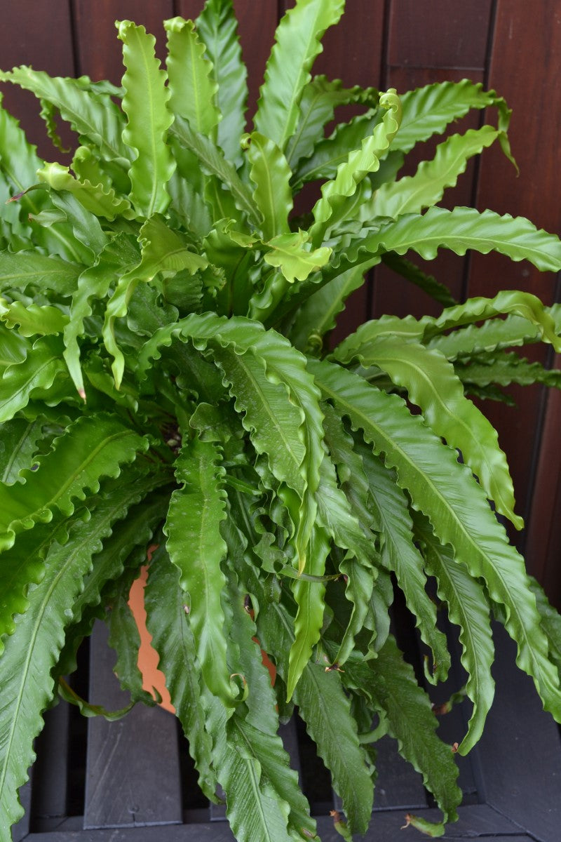 Asplenium antiquum - VICTORIA - Birds Nest Fern