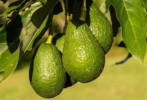Persea americana - HASS - Avocado Grafted