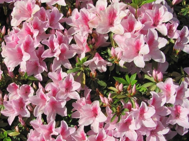 Rhododendron - ALPHONSE ANDERSON - Azalea