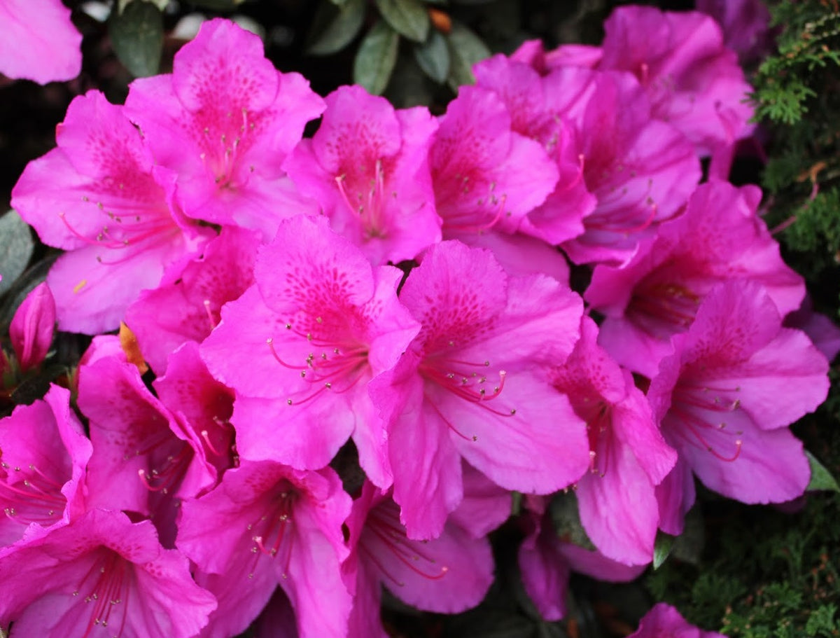 Rhododendron - MAGNIFICA - Azalea