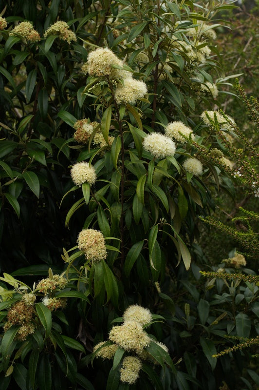 Backhousia citriodora - Lemon Myrtle