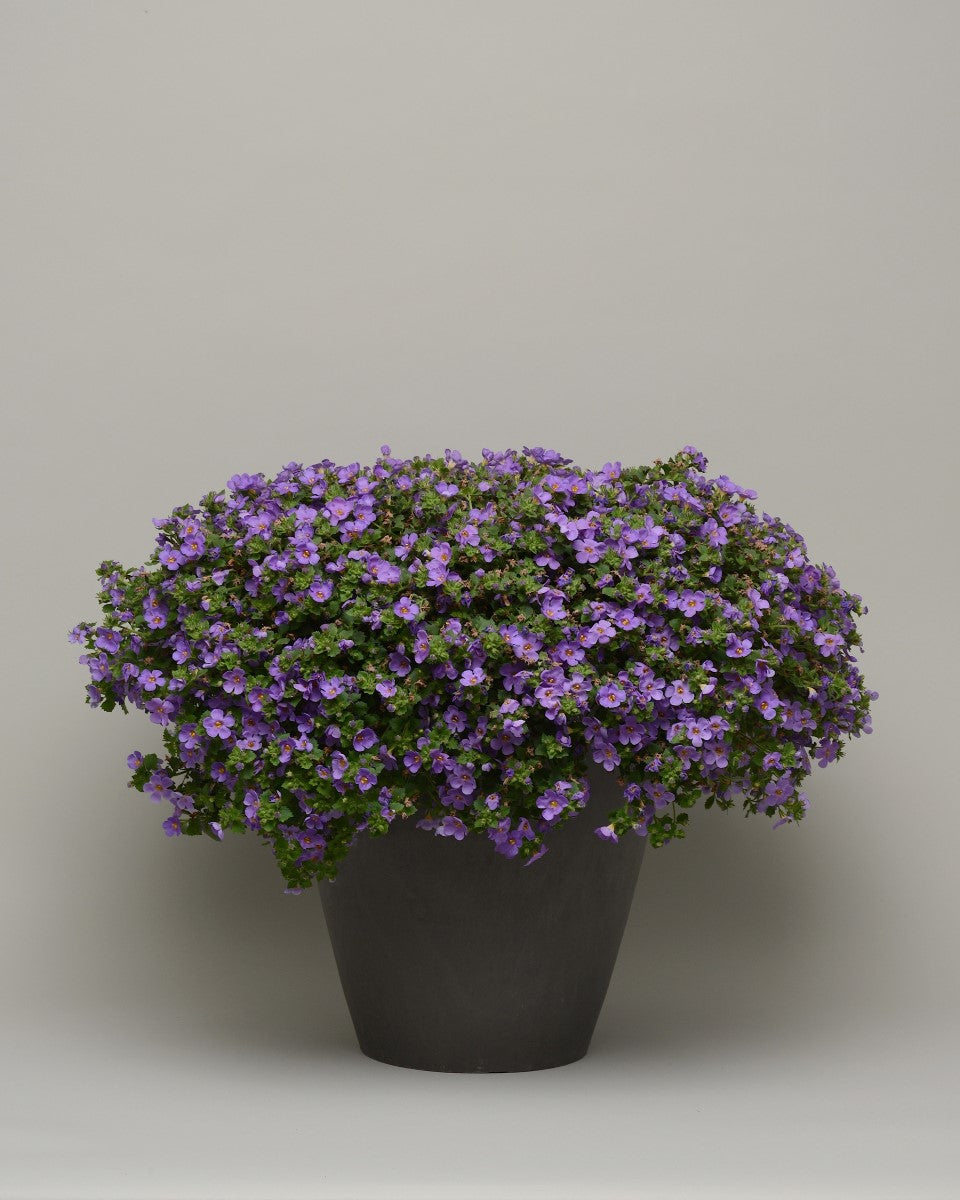 Chaenostoma cordatum - Megacopa™ BLUE - Bacopa