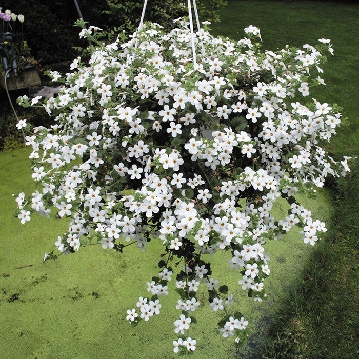 Chaenostoma cordatum - Megacopa™ WHITE - Bacopa