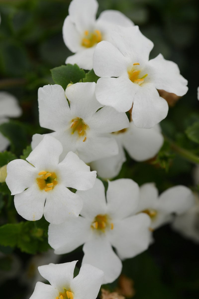 Chaenostoma cordatum - Megacopa™ WHITE - Bacopa