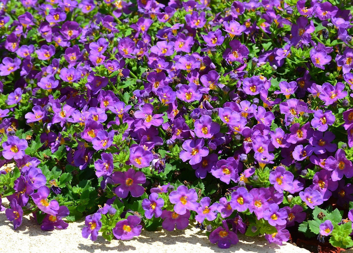 Chaenostoma cordatum - Scopia® GULLIVER VIOLET - Bacopa