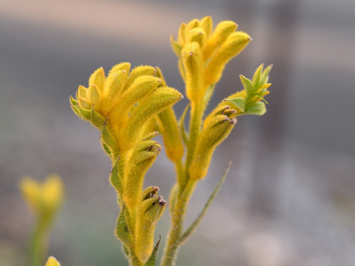 Anigozanthos - BUSH SUNBURST - Kangaroo Paw 'KPSUNB' PBR