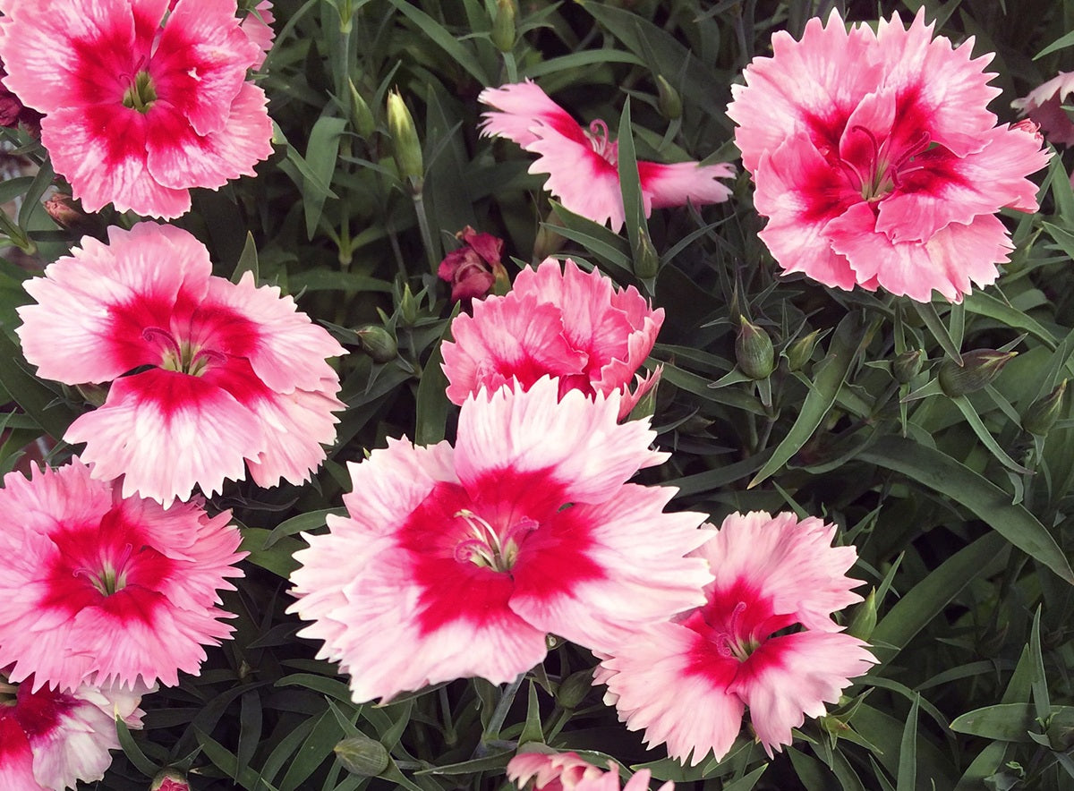 Dianthus chinensis - Super Parfait™ STRAWBERRY - China Pink