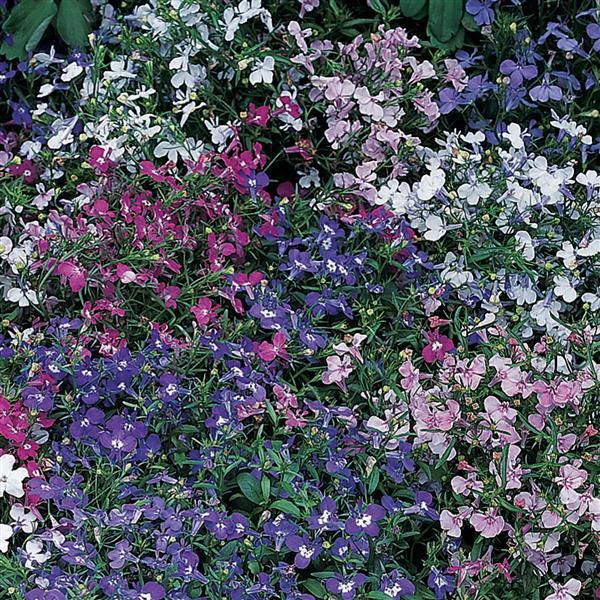 Lobelia erinus - RIVIERA MIX - Trailing Lobelia