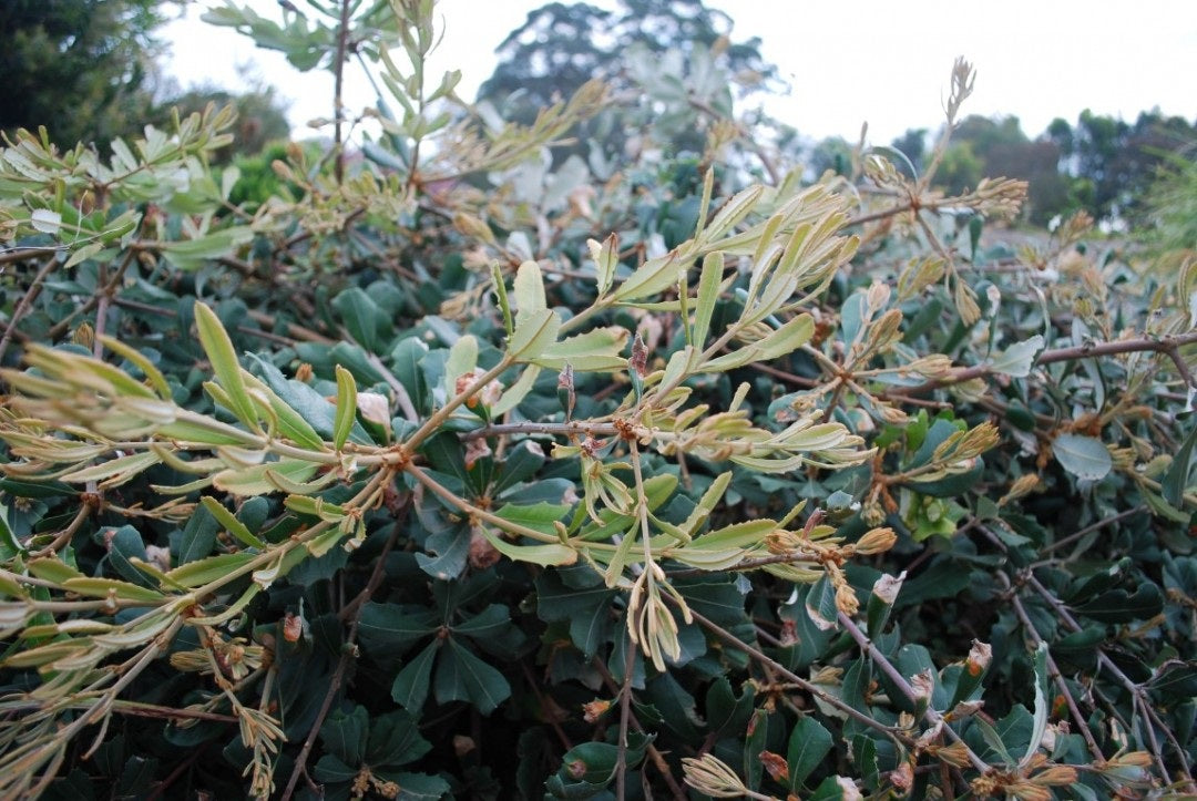 Banksia integrifolia - ROLLER COASTER - Coast Banksia