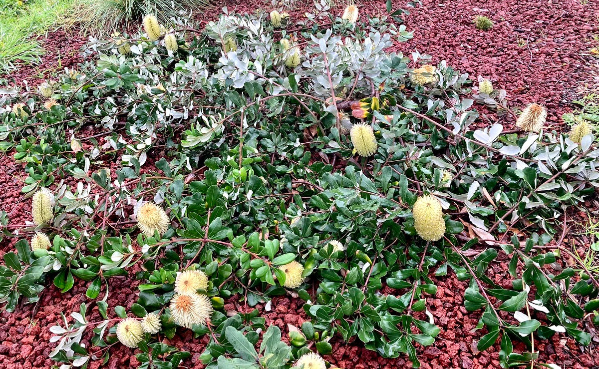 Banksia integrifolia - ROLLER COASTER - Coast Banksia