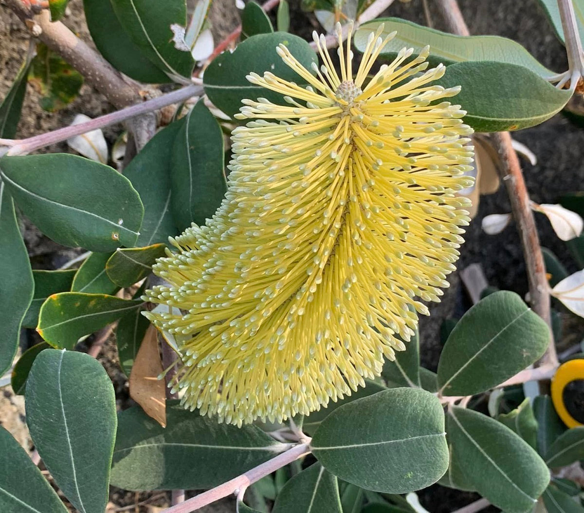 Banksia integrifolia - ROLLER COASTER - Coast Banksia