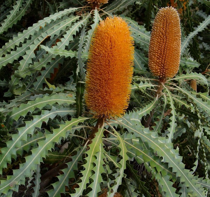 Banksia ashbyi - Dwarf Ashbys Banksia