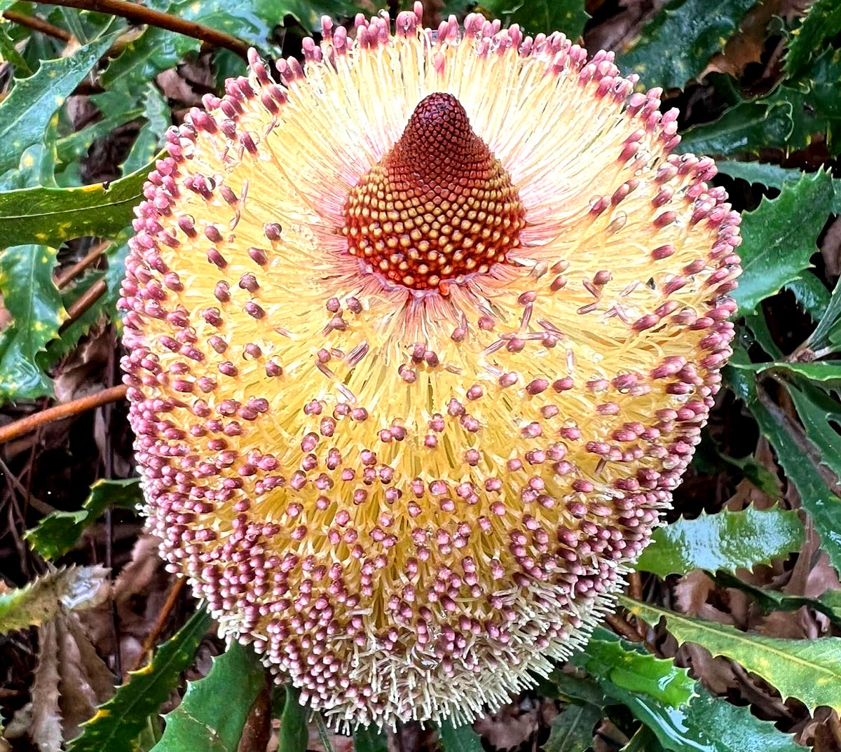 Banksia media - Golden Stalk Banksia Dwarf