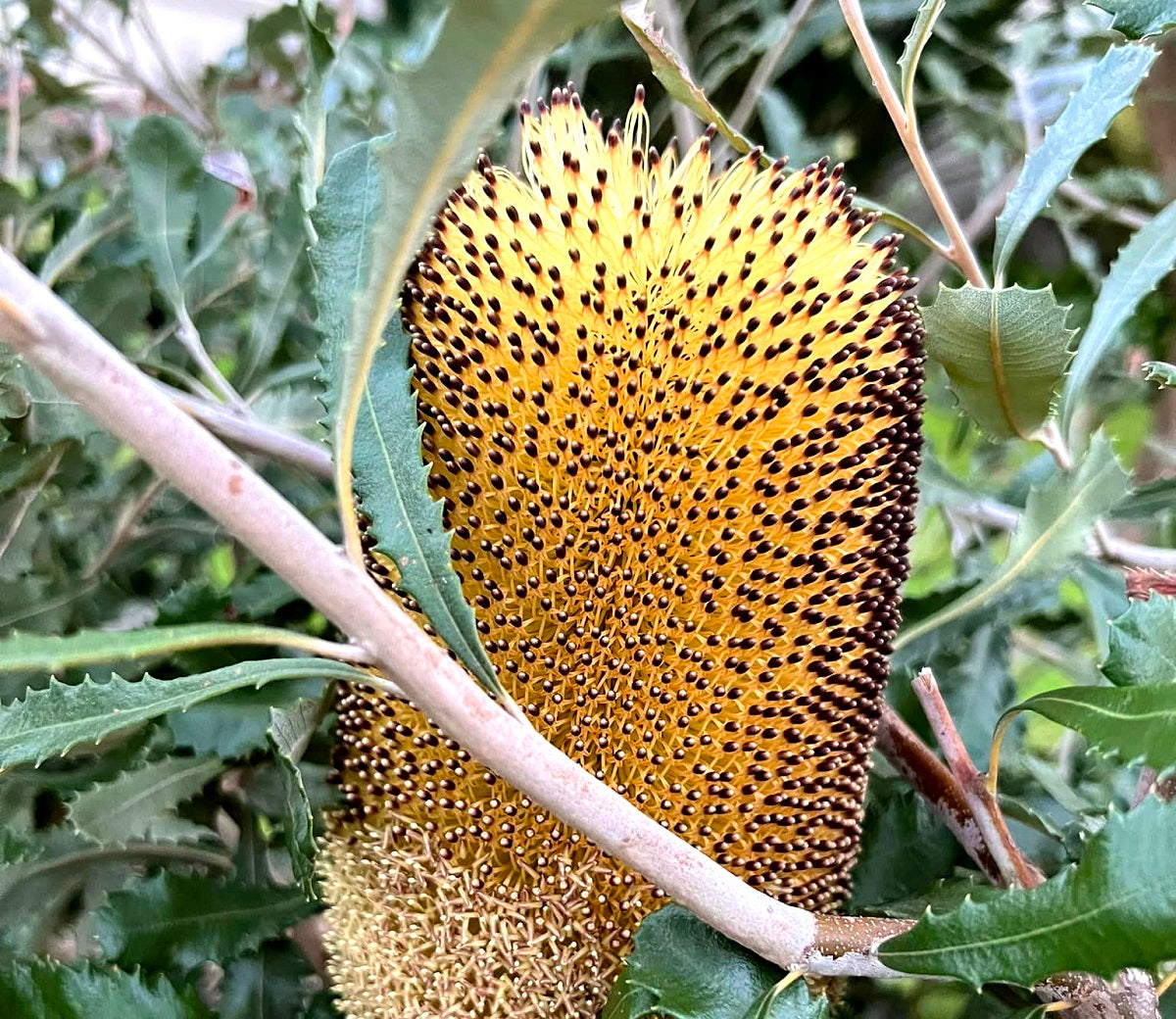 Banksia media - Golden Stalk Banksia Dwarf