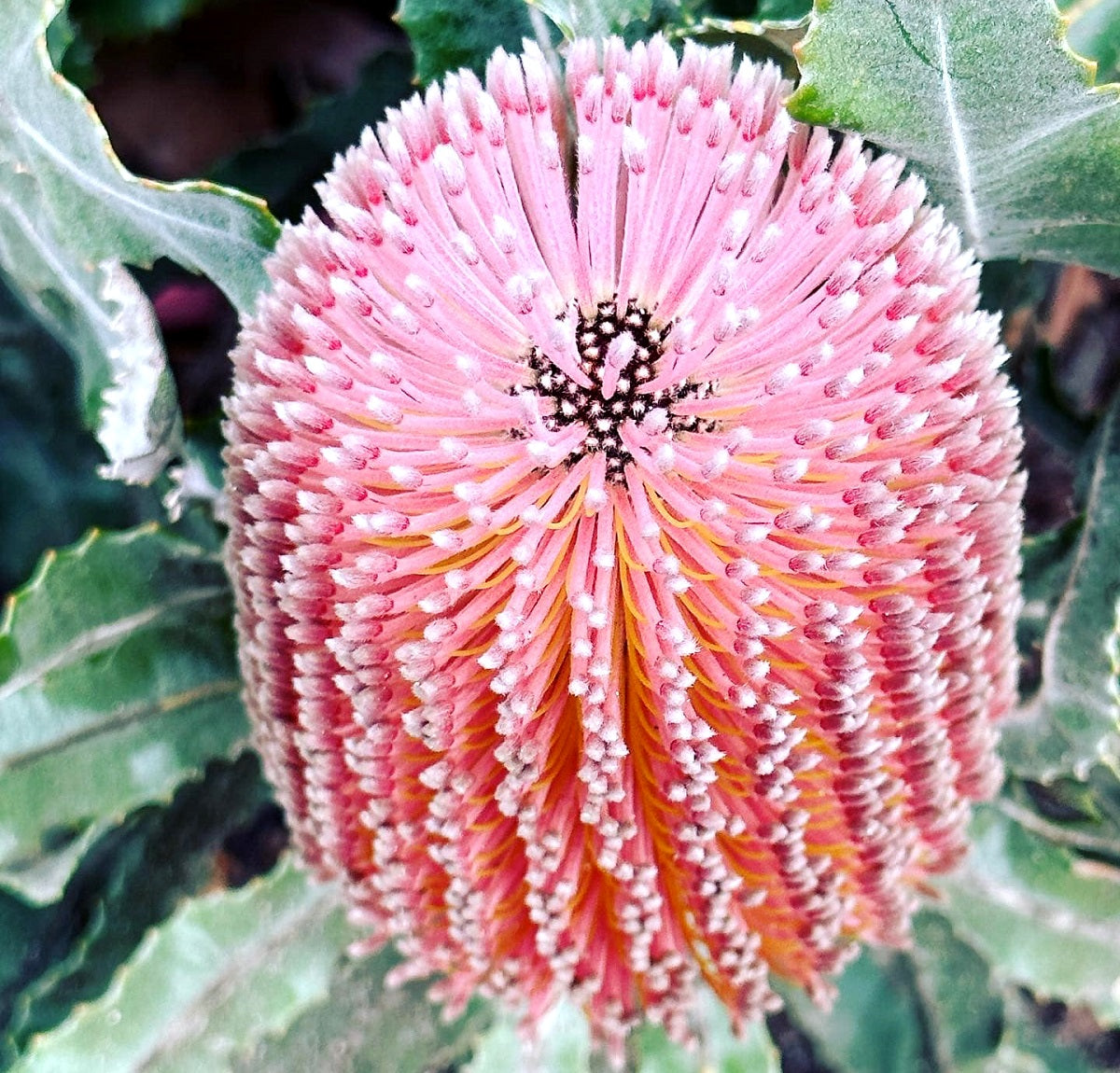 Banksia menziesii - Dwarf Fireword Banksia