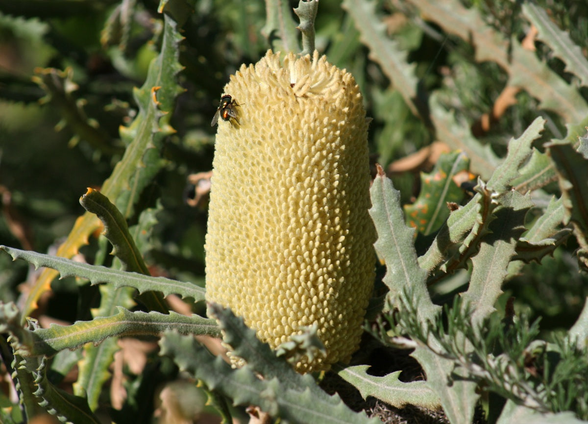Banksia pilostylis - Marsh Banksia