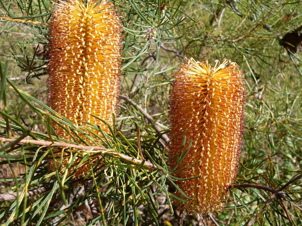 Banksia spinulosa - Hairpin Banksia