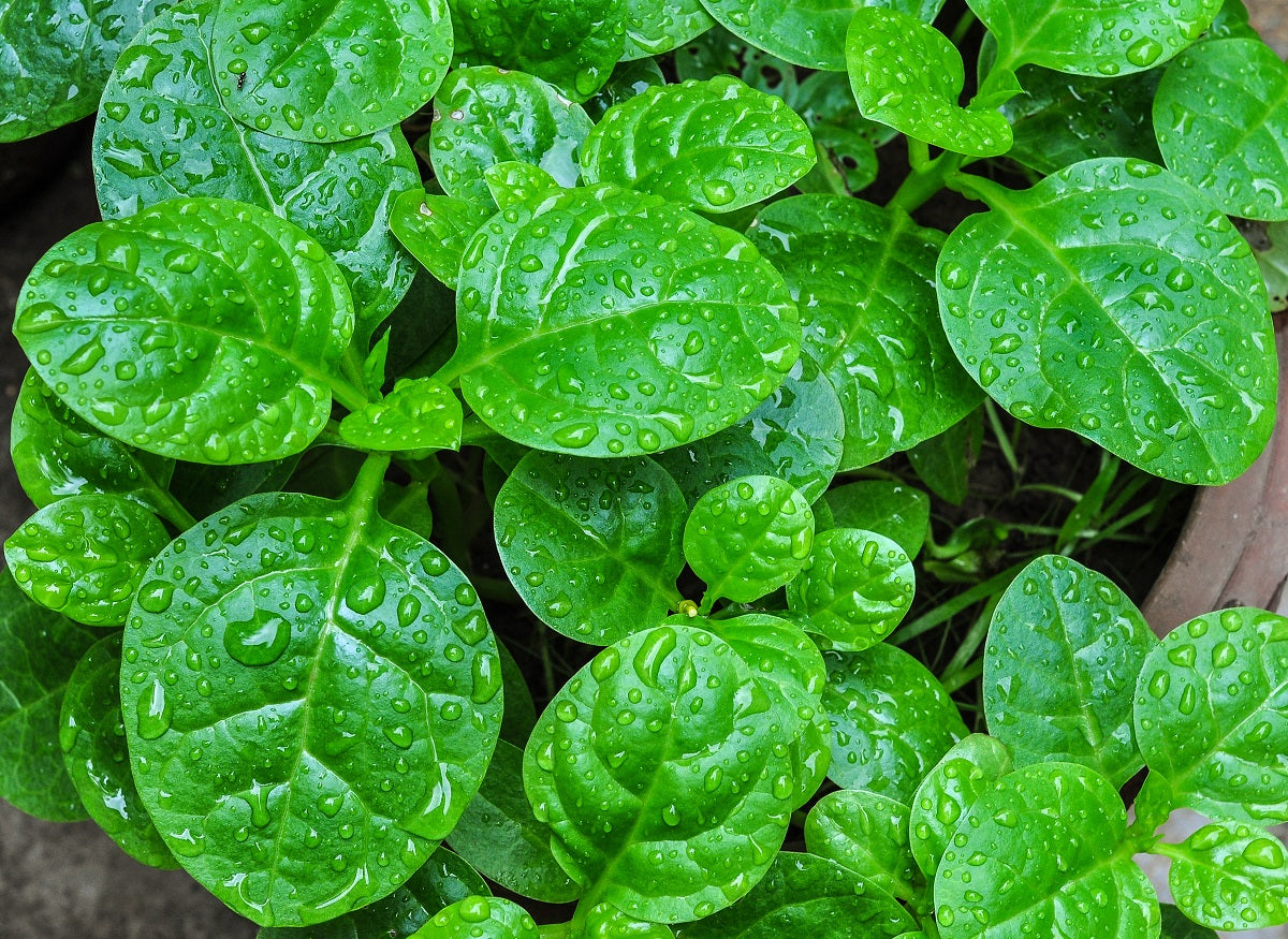 Spinach Climbing Green Malabar - Basella alba