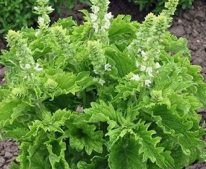 Basil - GREEN RUFFLES - Ocimum basilicum