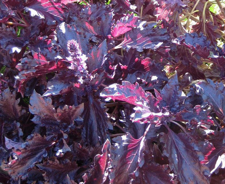 Basil - PURPLE RUFFLES - Ocimum basilicum