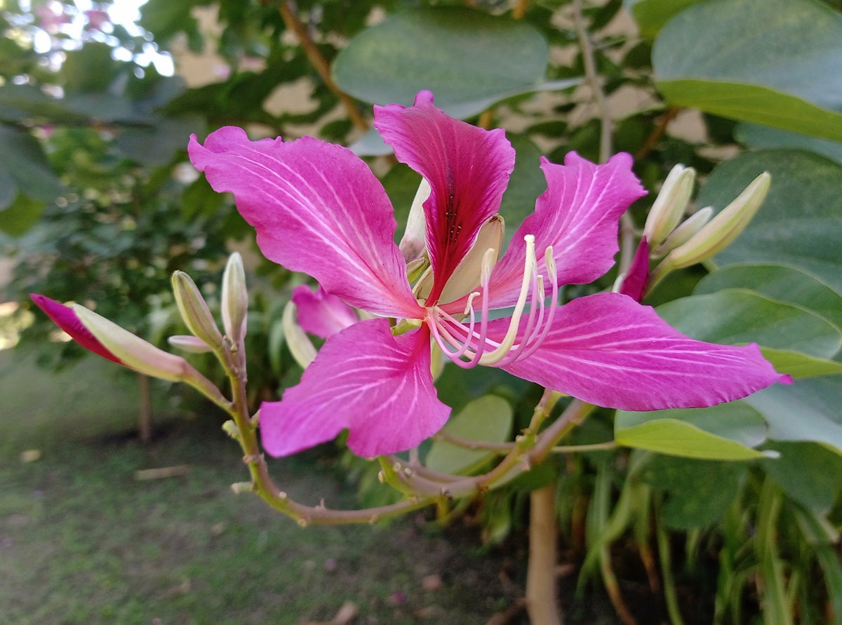 Bauhinia purpurea - Purple Orchid Tree
