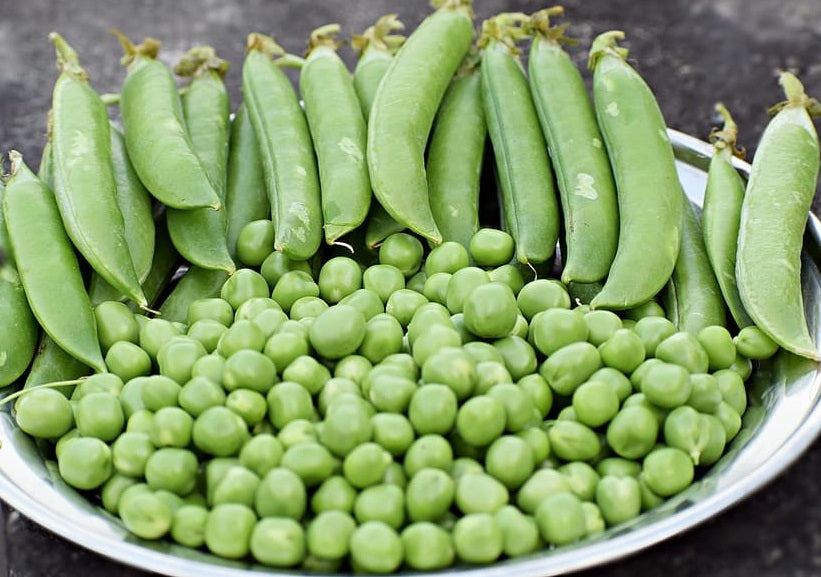 Broad Bean - Vicia faba