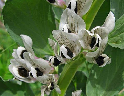 Broad Bean - Vicia faba