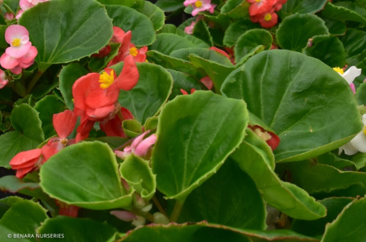 Begonia cucullata hookeri - BIG GREEN - Wax Begonia