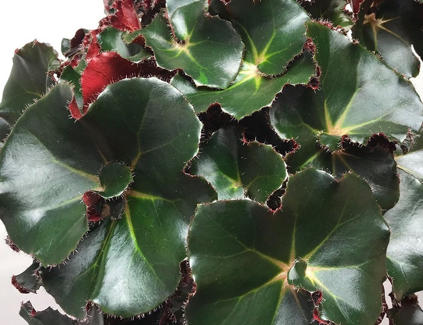 Begonia x erythrophylla - BLACK JUNGLE - Beefsteak Begonia