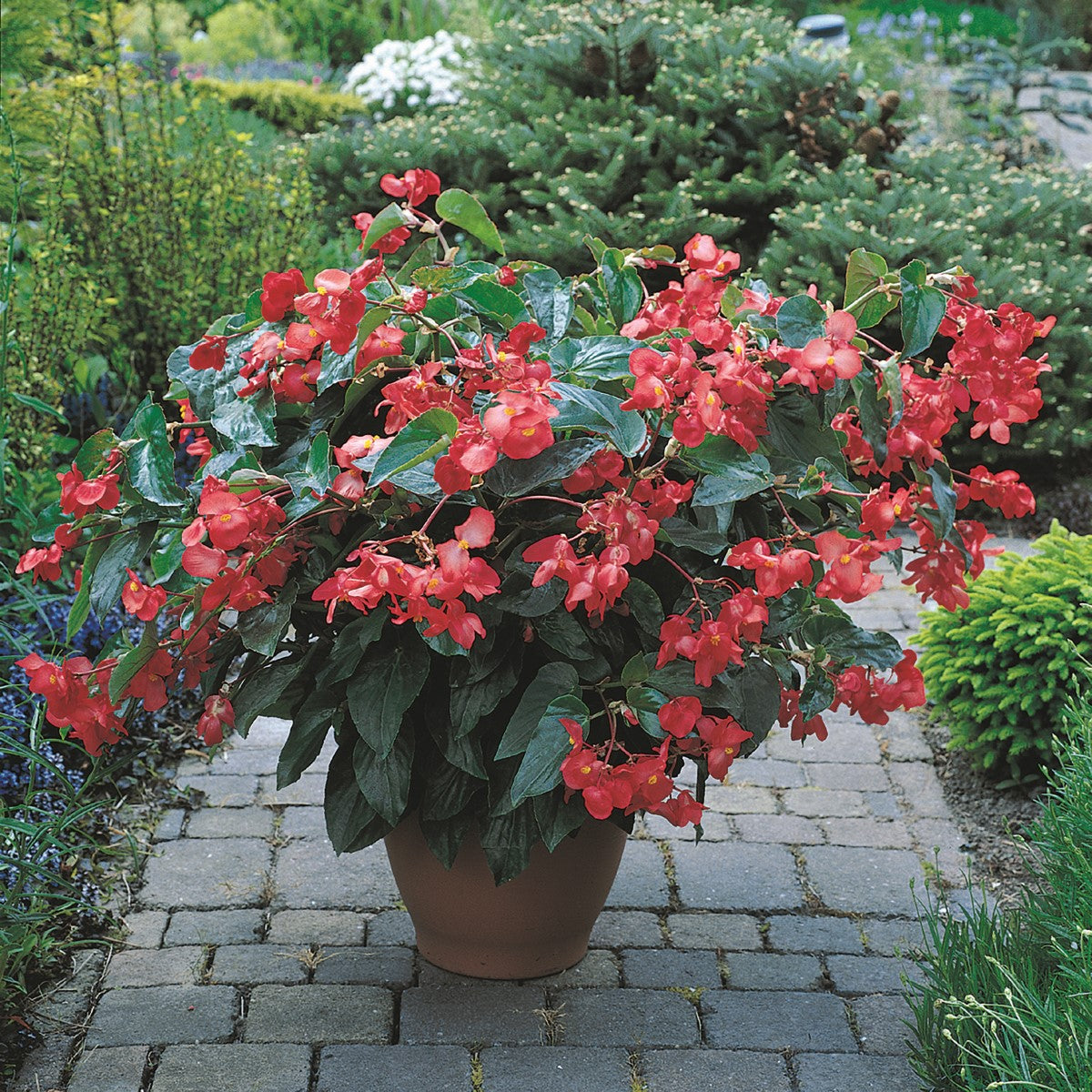 Begonia - Dragon Wing® RED Hanging Basket
