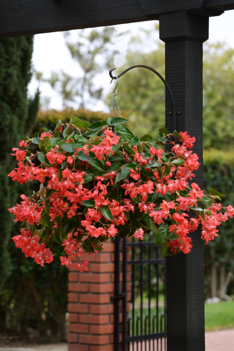 Begonia - Dragon Wing® RED Hanging Basket