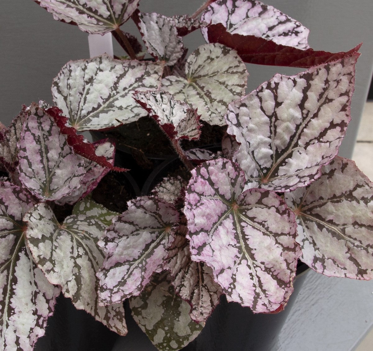 Begonia - SILVER WHITE - Rex Begonia