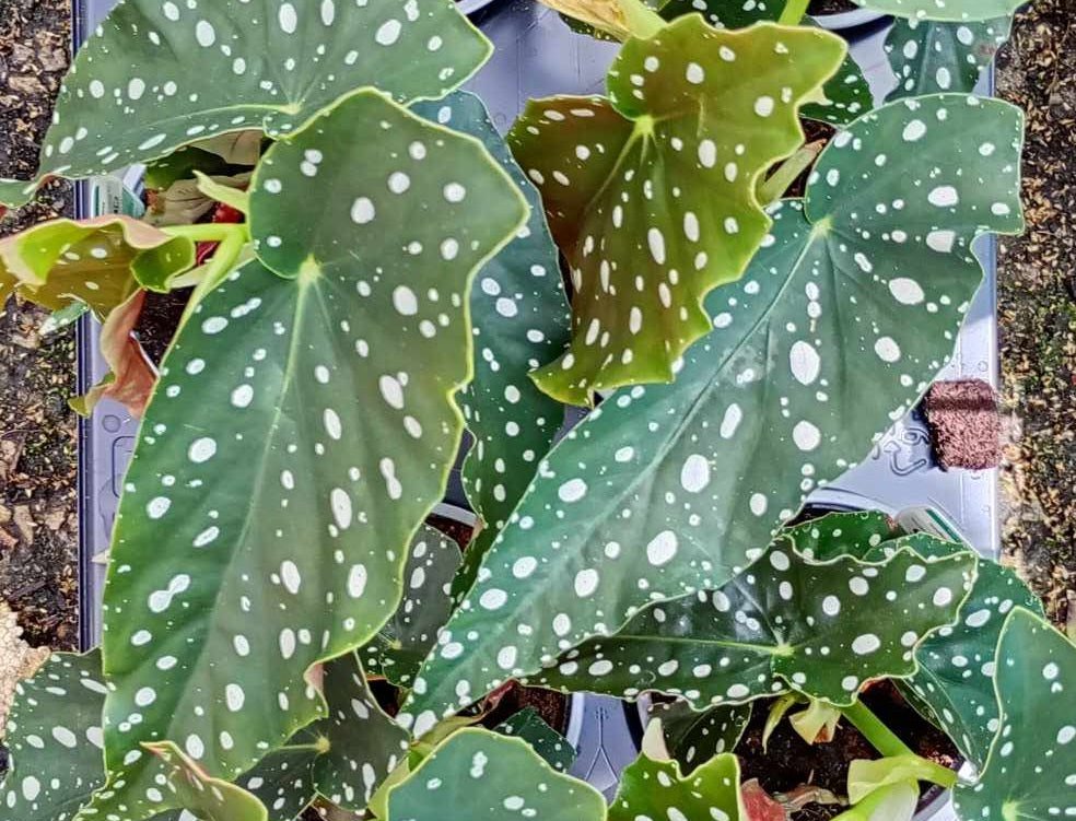Begonia maculata - Polka Dot Plant