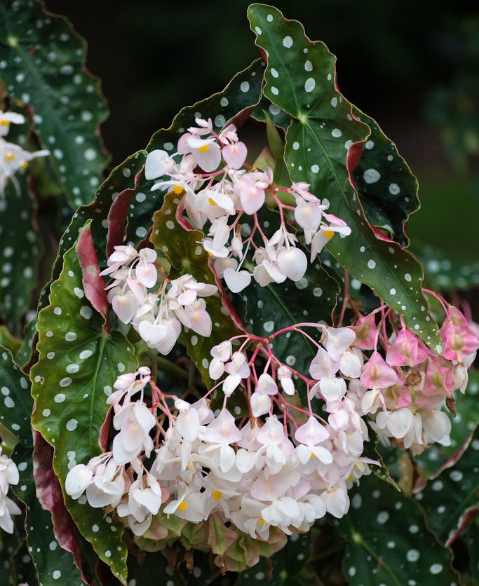 Begonia maculata - WHITE ICE - Polka Dot Plant