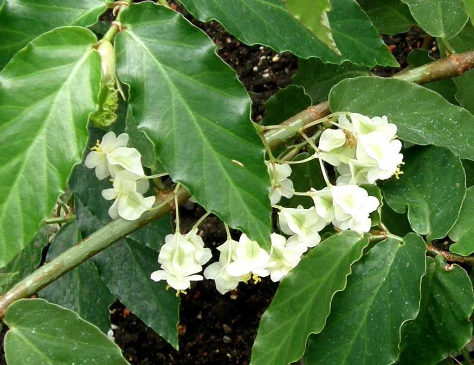 Begonia undulata - Wavy White Begonia