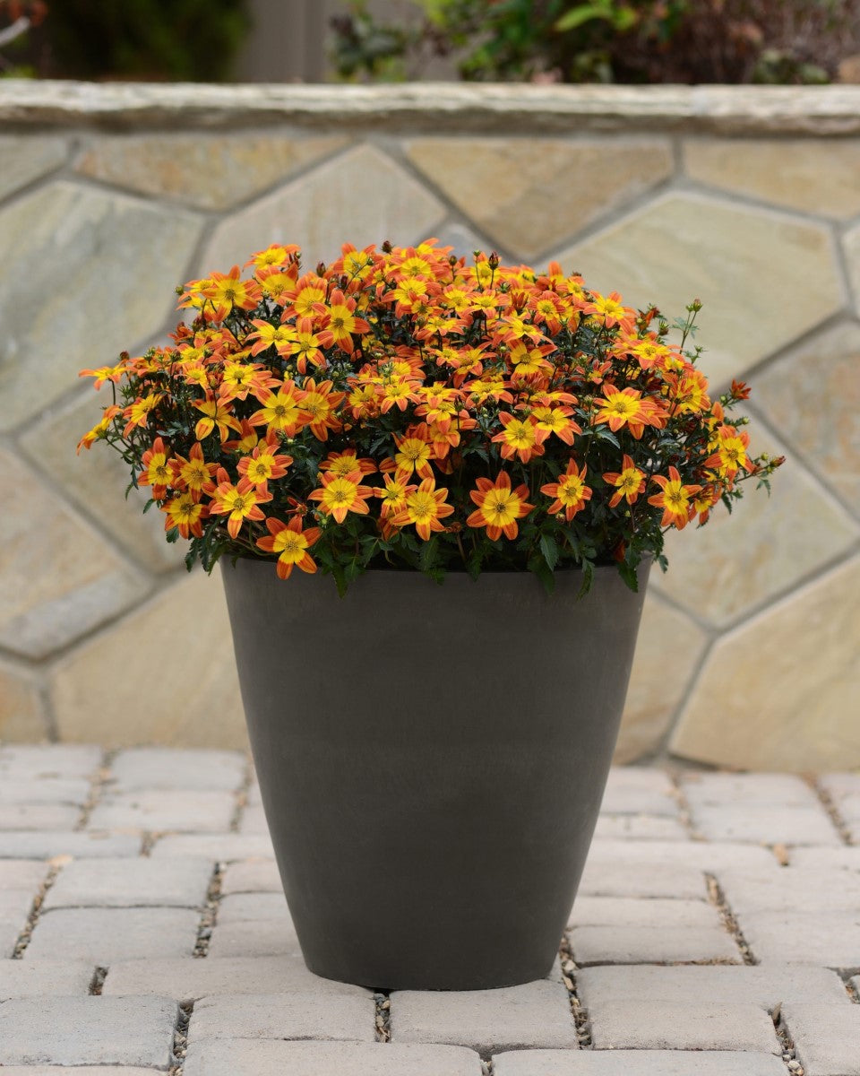 Bidens ferulifolia - BEE ALIVE - Apache Beggarticks