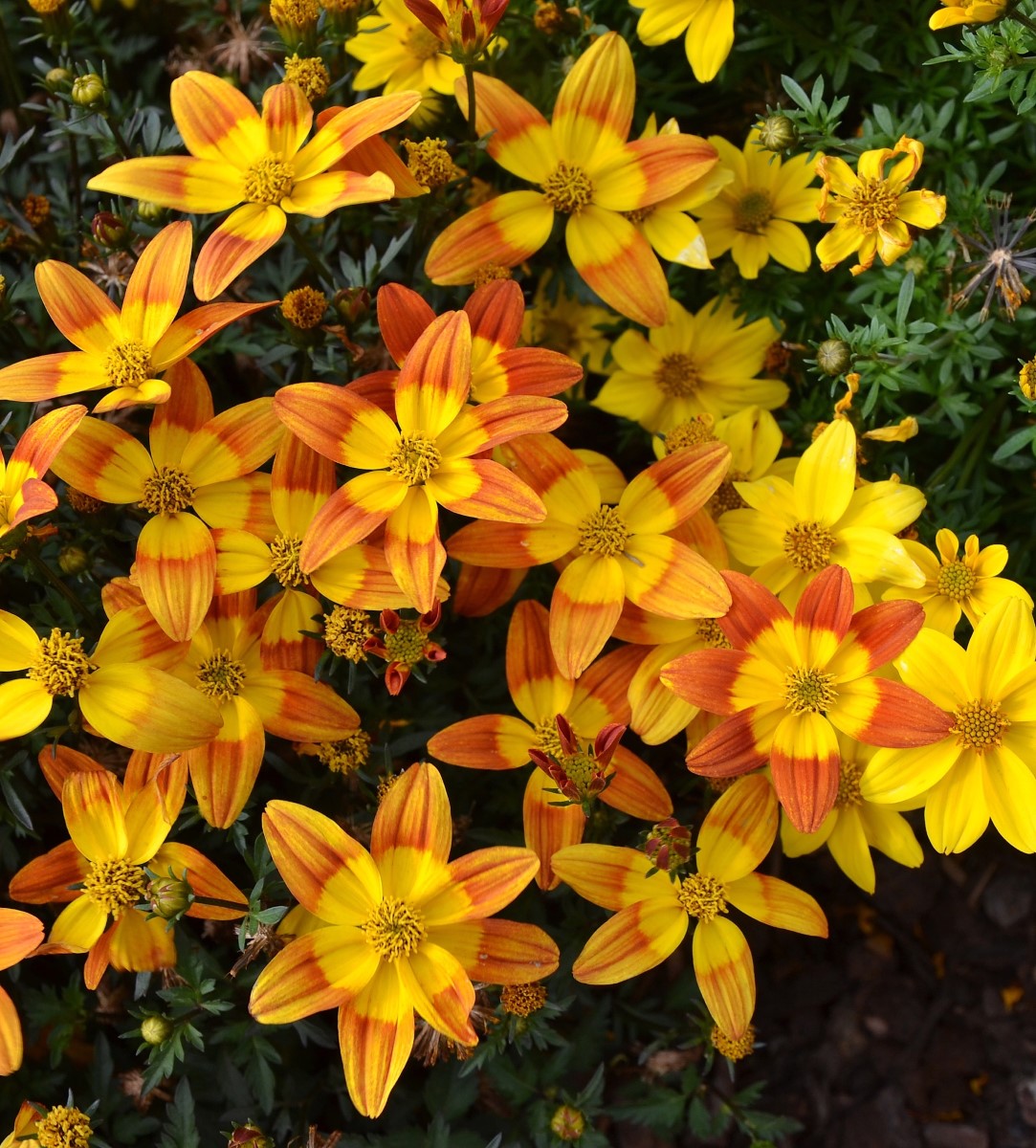 Bidens ferulifolia - BEE ALIVE - Apache Beggarticks