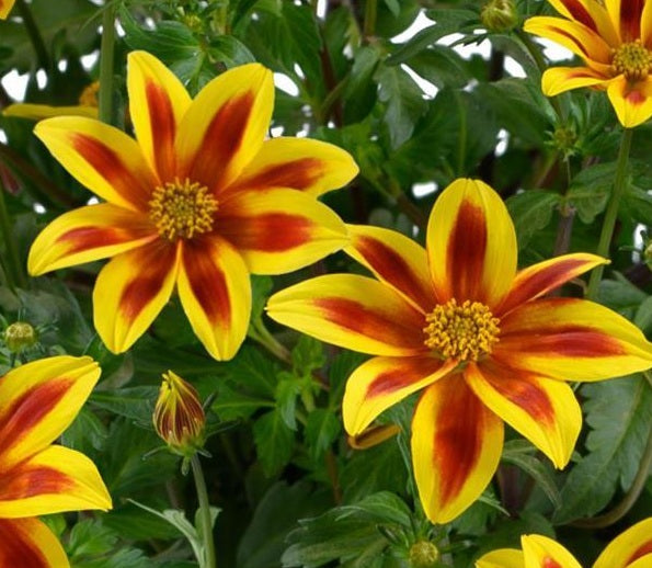 Bidens ferulifolia - BLAZING STAR - Apache Beggarticks