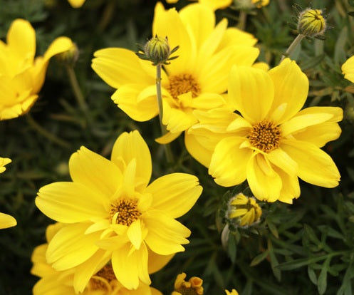 Bidens ferulifolia - GOLDILOCKS ROCKS - Apache Beggarticks