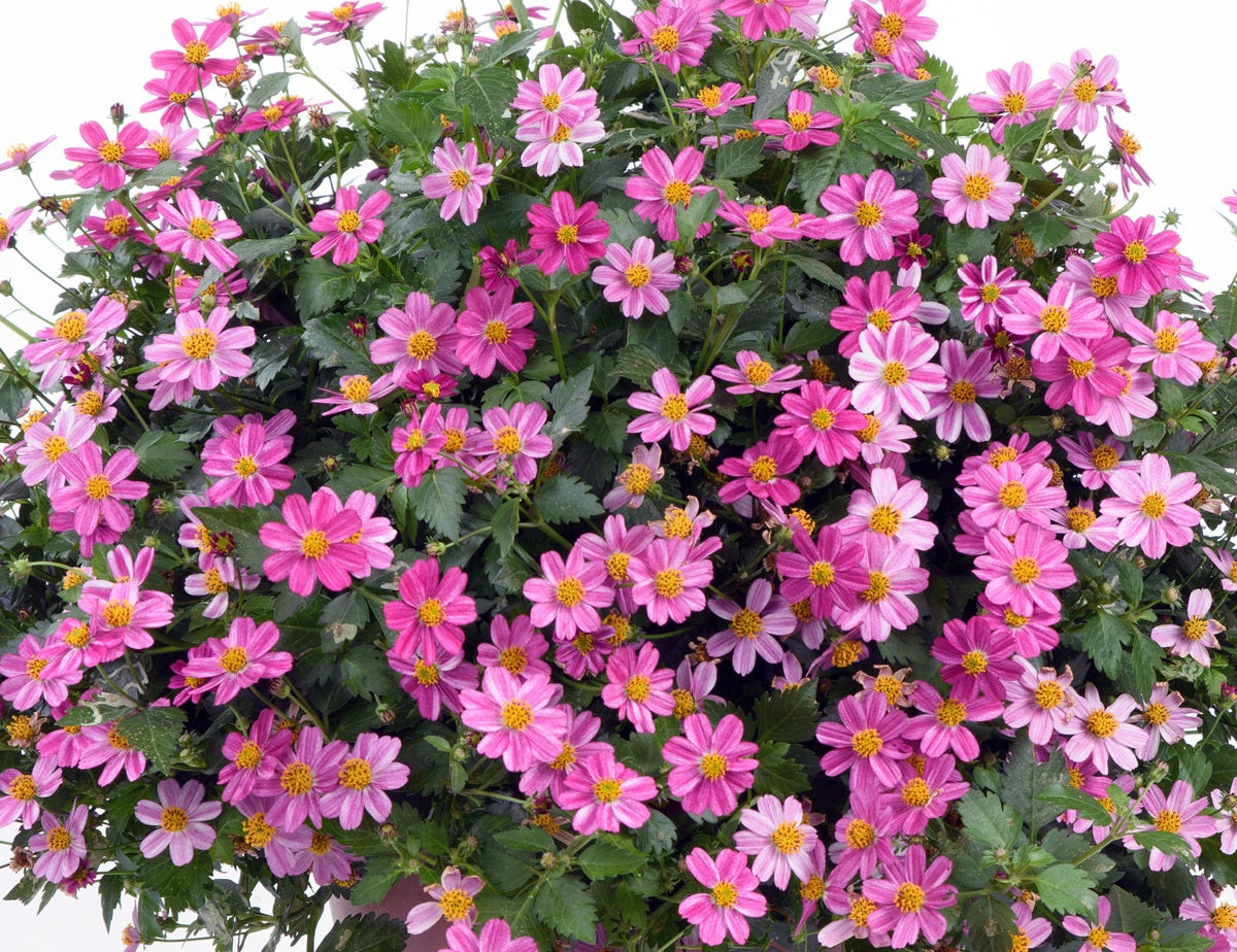 Bidens ferulifolia - PRETTY IN PINK - Apache Beggarticks