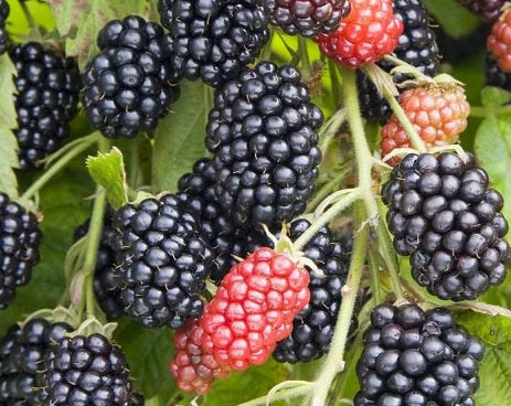 Rubus fruticosus - CHESTER - Thornless Blackberry