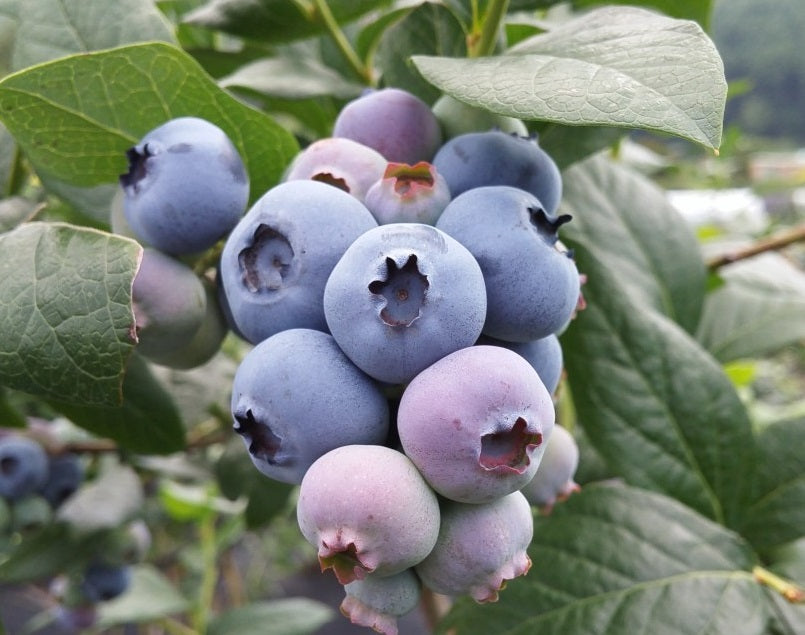Vaccinium corymbosum x darrowii - SHARPBLUE - Blueberry