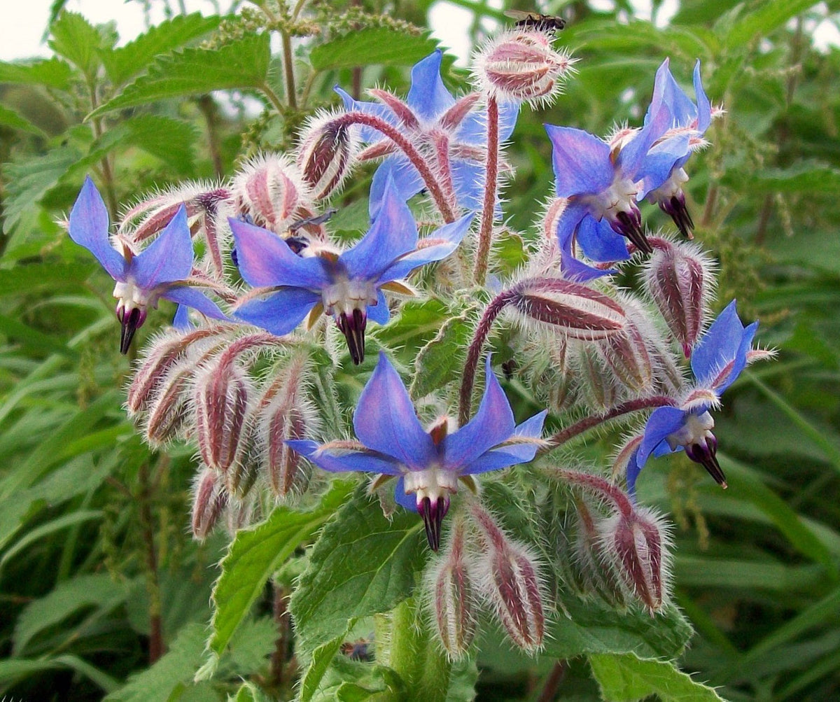 Borage - Borago officinalis