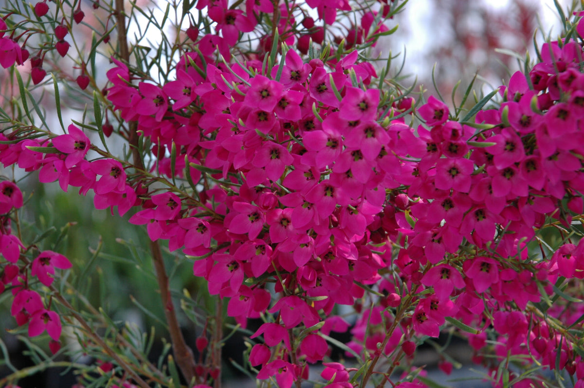 Boronia - CELEBRATION