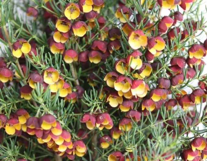 Boronia megastigma - HEAVEN SCENT - Brown Boronia