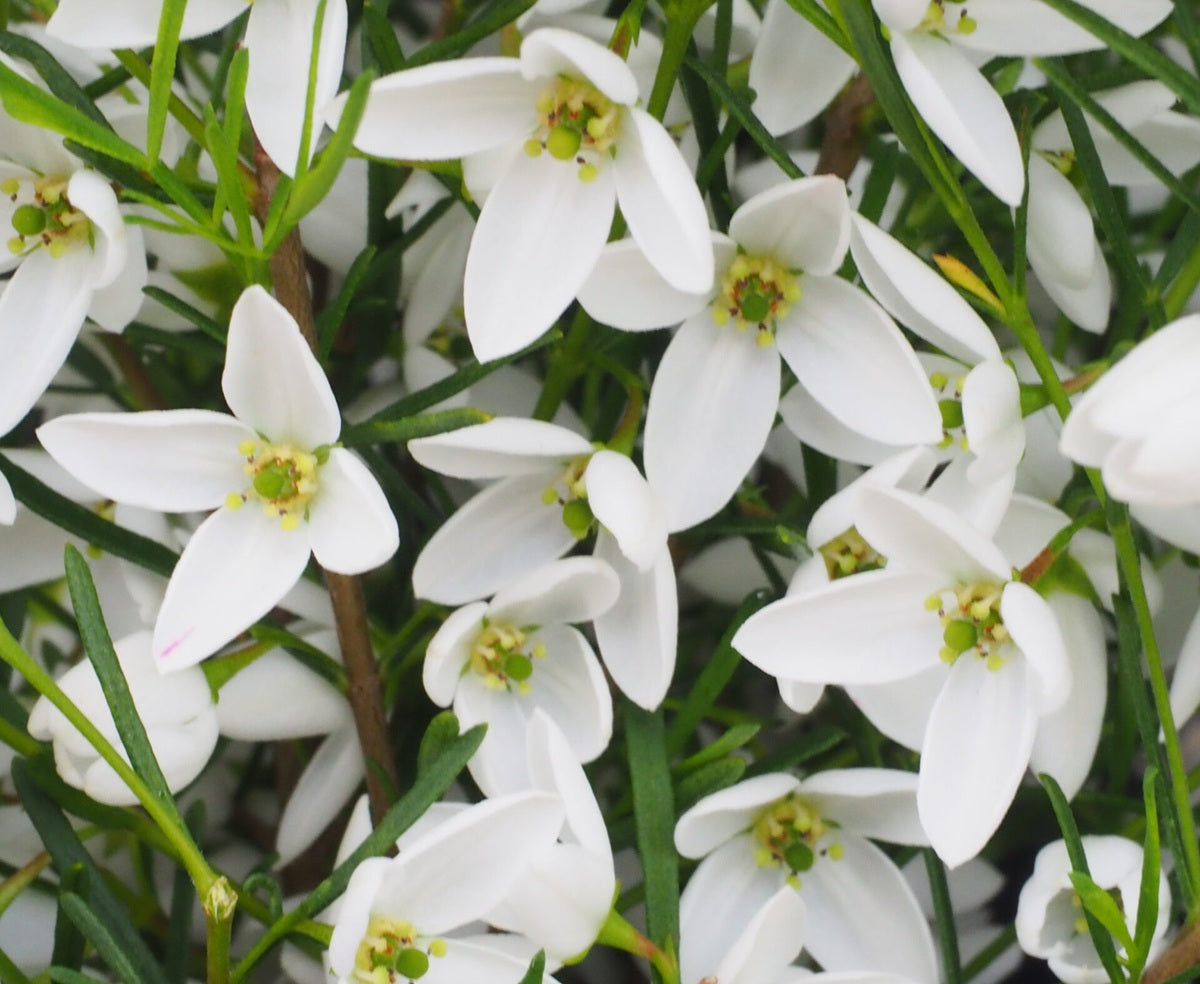 Boronia heterophylla x pulchella - SIRIUS - White Boronia 'Sirius' PBR