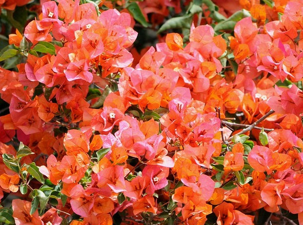 Bougainvillea - APRICOT