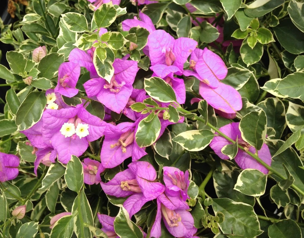 Bougainvillea - Babybino™ KINI