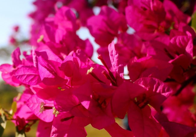 Bougainvillea - Bambino™ MAUDI