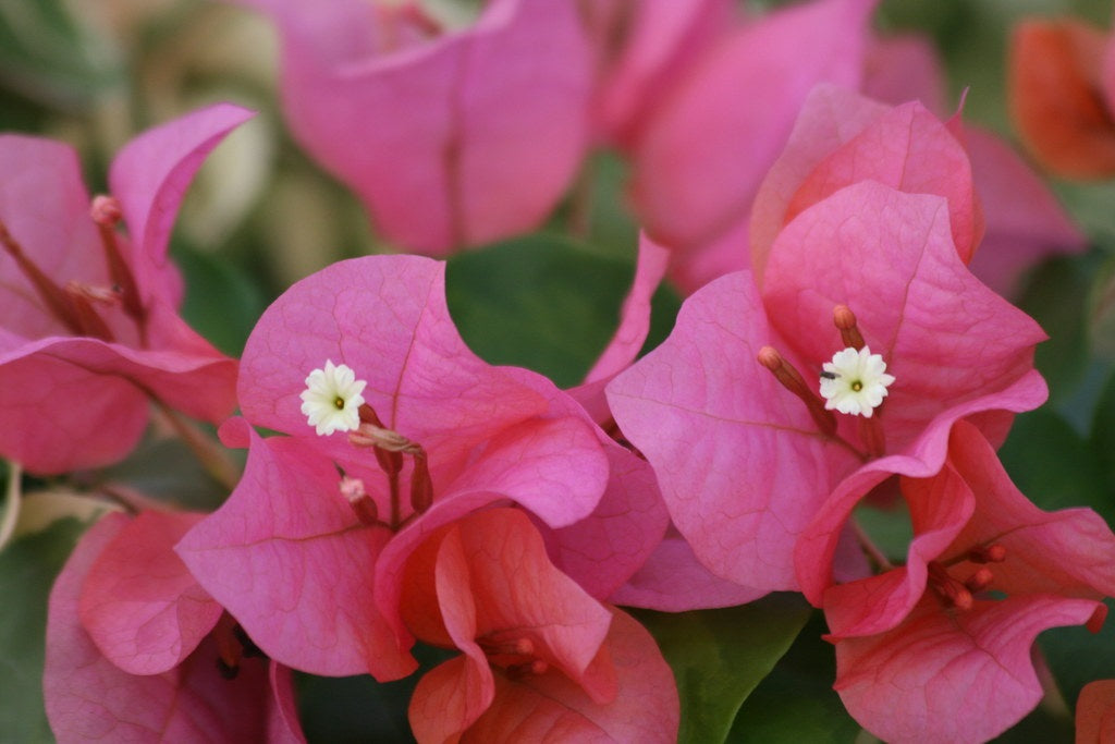 Bougainvillea - Bambino™ PEDRO